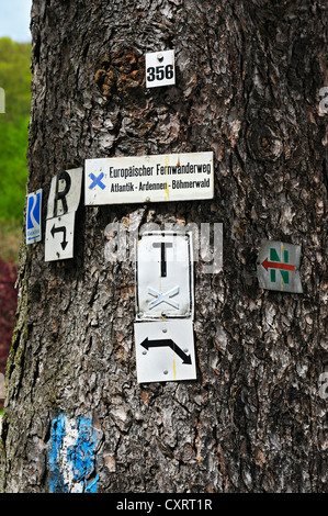 Numerous signs for hiking trails on a tree trunk, Schlangenbad, Hesse, Germany, Europe Stock Photo
