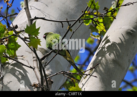 Rose-ringed parakeet (Psittacula krameri), Biebrich castle grounds, Wiesbaden, Hesse, Germany, Europe Stock Photo