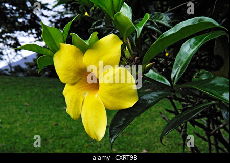 Golden Trumpet (Allamanda cathartica), Alajuela Province, Costa Rica, Central America Stock Photo