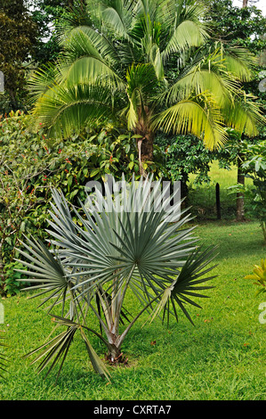 Mexican Blue Palm or Blue Hesper Palm (Brahea armata), Alajuela Province, Costa Rica, Central America Stock Photo