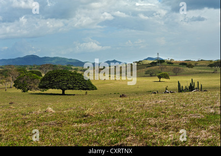 Landscape with cacti and Guanacaste, Caro Caro, or Elephant Ear Trees (Enterolobium cyclocarpum), near Los Angeles