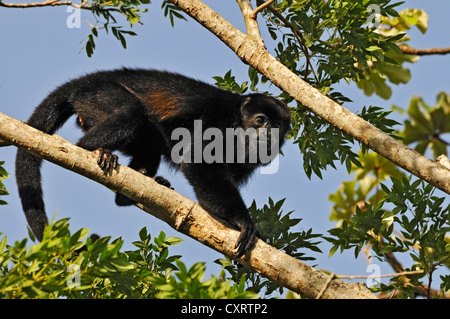 Red Howler Monkey (Alouatta seniculus), near Lake Arenal, Alajuela province, Costa Rica, Central America Stock Photo