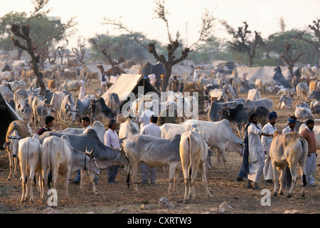Cattle and traders, camel and cattle market of Nagaur, Rajasthan, India, Asia Stock Photo
