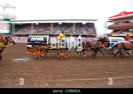 Chuckwagon Racing at 100th Anniversary Calgary Stampede 2012 annual rodeo. Stock Photo
