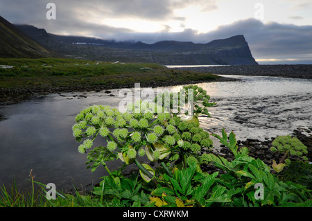 Garden angelica, holy ghost (Angelica archangelica), Horná stream in Hloe uvík, Hloeduvik, Hornstrandir, Westfjords, Iceland Stock Photo