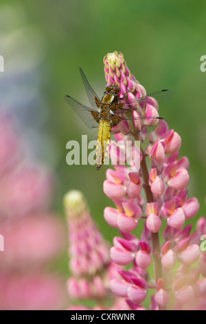 Lupin (Lupinus sp.) with a Four-Spotted Chaser (Libellula quadrimaculata), St. Peter Ording, Schleswig-Holstein Stock Photo