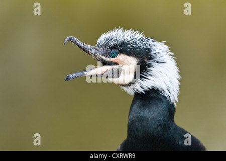 Great Cormorant (Phalacrocorax carbo), portrait, Westkuestenpark zoo, St Peter Ording, Schleswig-Holstein, Germany, Europe Stock Photo