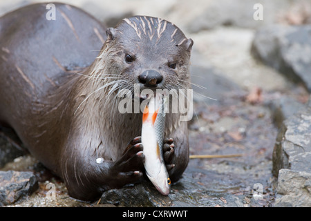 European otter (Lutra lutra), eating a fish, Tierpark Edersee zoo, Kellerwald, Hesse, Germany, Europe Stock Photo