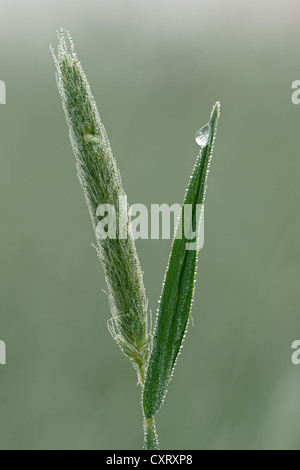 Meadow Foxtail (Alopecurus pratensis), Bad Hersfeld, Hesse Stock Photo