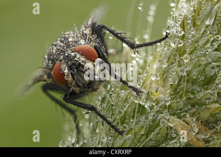 Cluster fly, blowfly (Pollenia spec.), Bad Hersfeld, Hesse, Germany, Europe Stock Photo