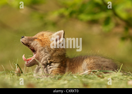 Red fox (Vulpes vulpes), kit, yawning, Bad Hersfeld, Hesse, Germany, Europe Stock Photo