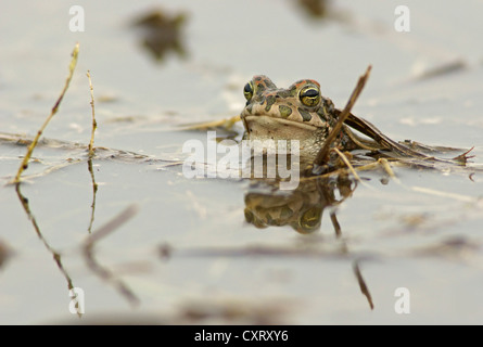European Green Toad (Bufo viridis), Bulgaria, Europe Stock Photo