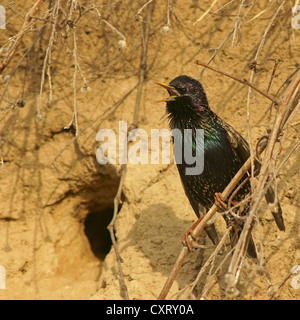 Common starling (Sturnus vulgaris) sitting at nesting hole, northern Bulgaria, Bulgaria, Europe Stock Photo