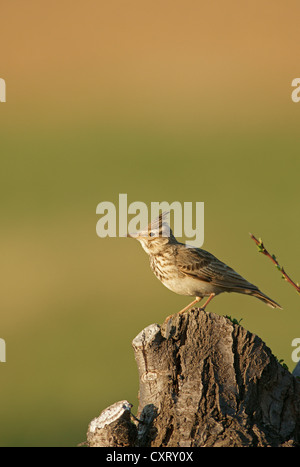 Crested lark (Galerida cristata), northern Bulgaria, Bulgaria, Europe