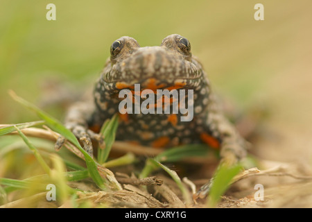 European fire-bellied toad (Bombina bombina), northern Bulgaria, Bulgaria, Europe Stock Photo