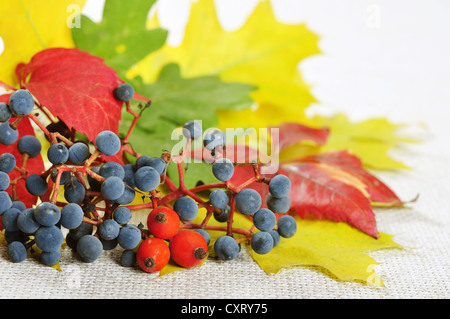 Composition from colorful autumn leaves, wild grape and rose hips. Small shallow dof Stock Photo