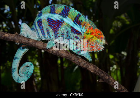 Panther Chameleon (Furcifer pardalis) in the cocoa plantations of Ambanja in northwestern Madagascar, Africa Stock Photo