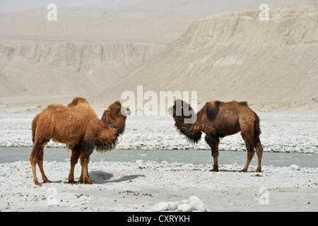 Bactrian camels (Camelus bactrianus) standing in a dry, sandy, rocky valley on the Dalongyu He river, Silk Road, Xinjiang, China Stock Photo