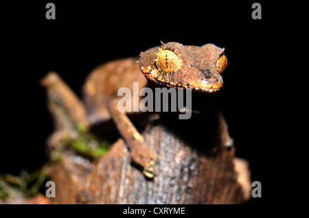 Spearpoint Leaf-tail Gecko (Uroplatus ebenaui) in the Amber Mountain National Park, Madagascar, Africa Stock Photo