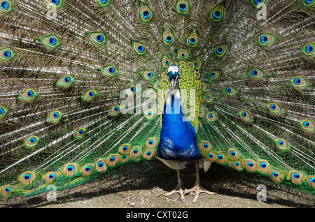 Displaying peacock, Indian Peafowl (Pavo cristatus mut. pied), male Stock Photo