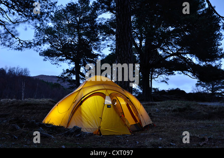 Yellow illuminated expedition tent, trekking tent, under large Caledonian Pine trees at dusk, Glen Affric, Scotland Stock Photo