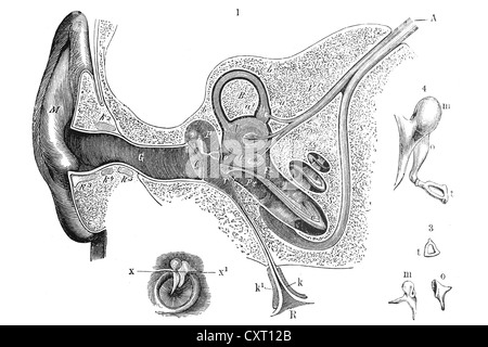Human ear, anatomical illustration