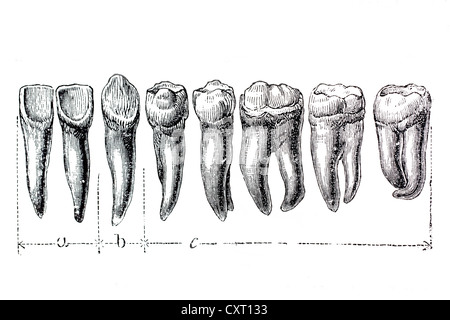 Human teeth, anatomical illustration Stock Photo