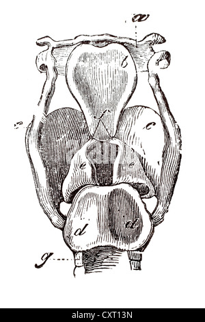 Larynx, anatomical illustration Stock Photo