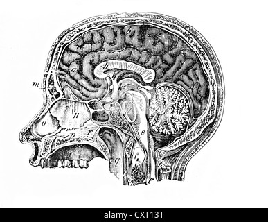 Longitudinal section of a human head, anatomical illustration Stock Photo
