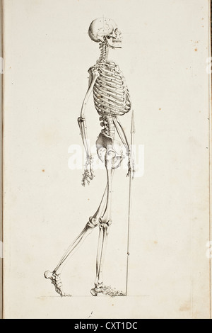 Illustration of a human skeleton Stock Photo
