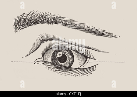 Human eye, anatomical illustration Stock Photo
