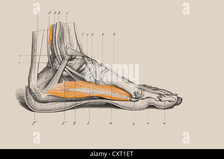 Skeleton of a human foot, anatomical illustration Stock Photo