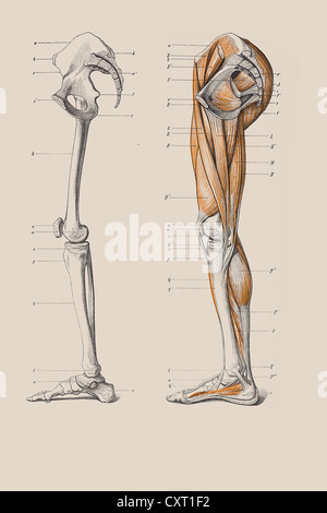 Skeleton of legs with the muscle structure, anatomical illustration