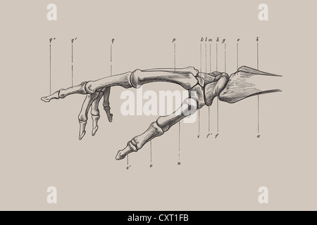 Skeleton of a human hand, anatomical illustration Stock Photo
