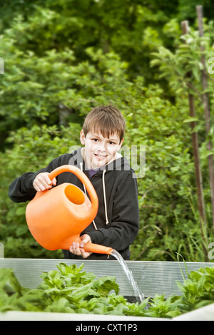 Boy with a watering can, elevated spinach bed Stock Photo