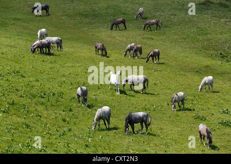 Lipizzaner horses on a summer pasture, young stallions, Stubalm or Stubalpe, Styria, Austria, Europe Stock Photo