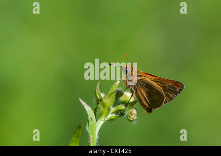 Essex Skipper (Thymelicus lineola), butterfly, Augsburg's urban forest, Swabia, Bavaria, Germany, Europe Stock Photo
