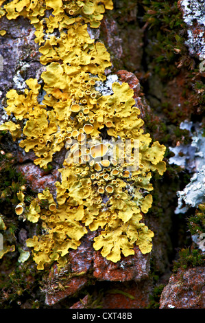 Common Orange Lichen, Yellow Sale, Maritime Sunburst Lichen or Shore Lichen (Xanthoria parietina), Augsburg, Swabia, Bavaria Stock Photo