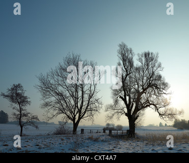 Bridge with trees in winter, near Mering, Bavaria, Germany, Europe Stock Photo