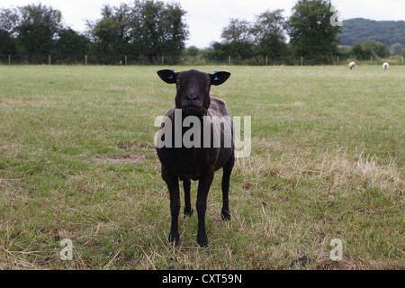 Black sheep Stock Photo