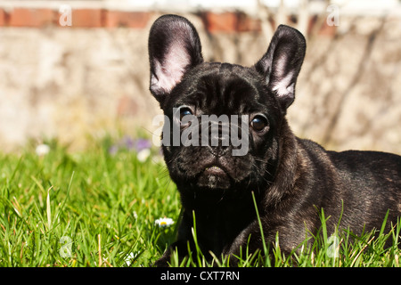French Bulldog puppy lying on the lawn Stock Photo