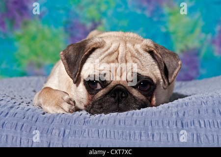 Lying Pug Stock Photo