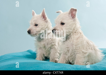 Two West Highland White Terriers, Westie puppies, sitting Stock Photo