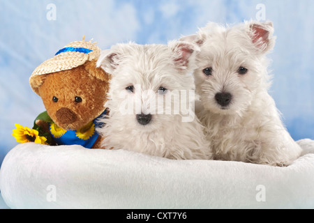 Two West Highland White Terriers, Westie puppies, lying in a basket, one asleep Stock Photo