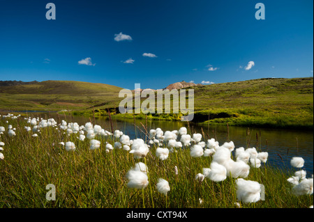 Cotton grass (Eriophorum sp.), a meadow and a creek on the Laugavegur hiking trail, Álftavatn-Emstrur, Highlands of Iceland Stock Photo