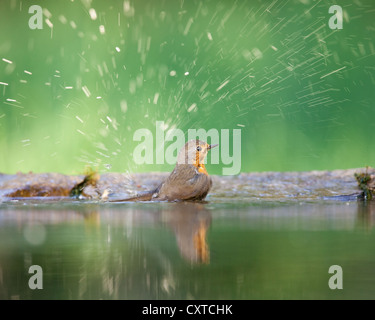 European robin (Erithacus rubecula) bathing in a forest pool and creating an arc of water drops