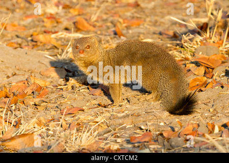 Mongoose selous deals