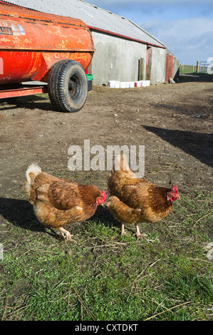 dh Freerange Hens BIRDS UK Couple of hens in farmyard outside feeding chickens hen farm poultry free rang range chicken britain outdoors Stock Photo