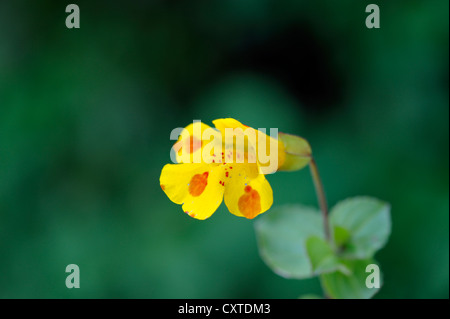 Hybrid Flower : Hybrid monkeyflower & Blood-drop Emlets (Mimulus guttatus x Mimulus luteus) Stock Photo