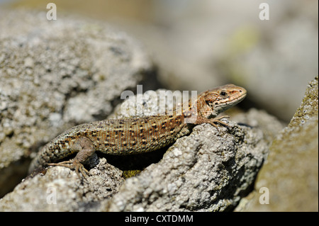 Common lizard (Lacerta vivipara) also known as the Viviparous lizard Stock Photo